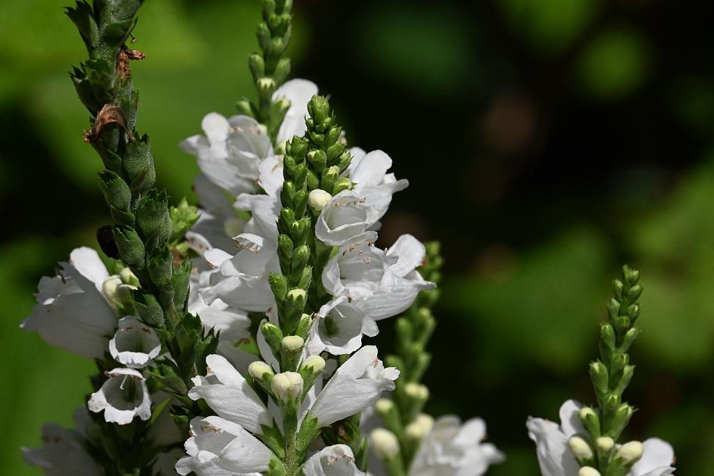 2025-07199671 Tower Hill Botanic Garden, MA.JPG - Obedient Plant (Physostegia virginiana 'Miss Manners'). New England Botanic Garden at Tower Hill, MA, 7-19-2025